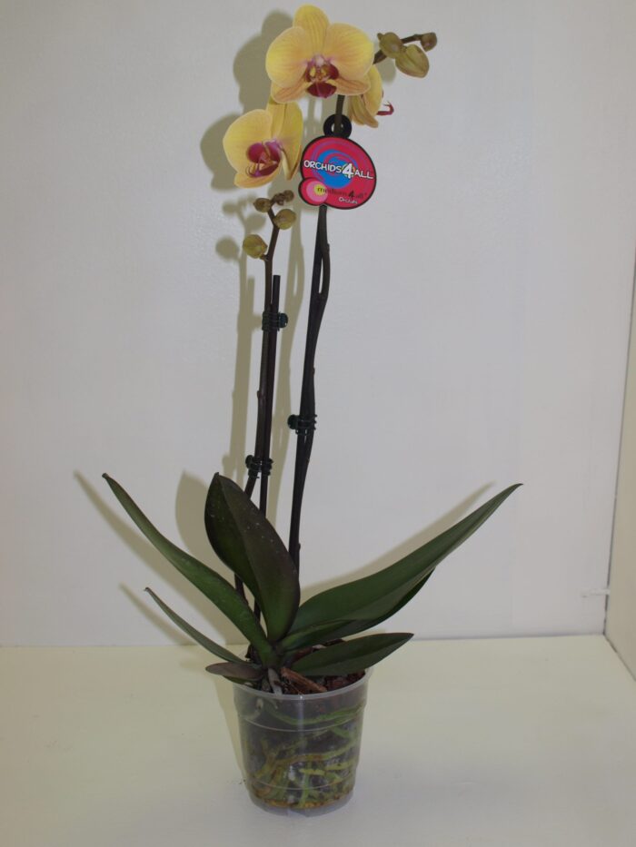 Phalenopsis 2 br - Image 1