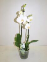 Phalénopsis 2 br - wit - Pot de 12