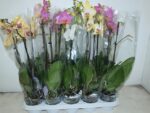 Phalenopsis 2 tiges - pot de 12 x 10 - 60 cm - Image 2