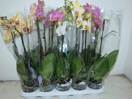 Phalenopsis 2 tiges - pot de 12 x 10 - 60 cm