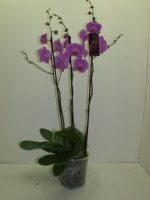 Phalenopsis 3 br - ramifié - rose - Pot de 15 -