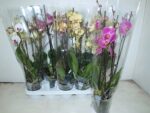 Phalenopsis 4 tiges varies pot de 12 - 50 cm x 10