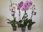 Phalenopsis Special 10- Pot de 12