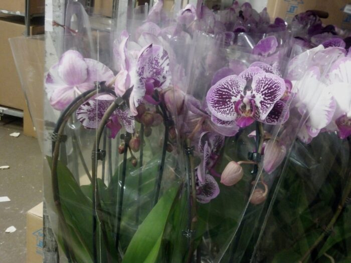 Phalenopsis arceau - 1 tige -Pot de 12 - ht 60 cm turc - Image 1