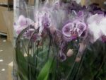Phalenopsis arceau - 1 tige -Pot de 12 - ht 60 cm turcg