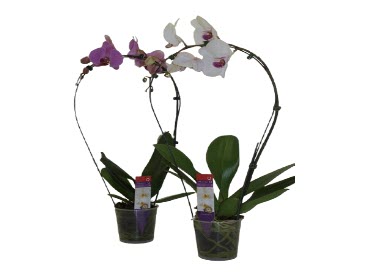 Phalenopsis arceau - 1 tige -Pot de 12 - ht 60 cm