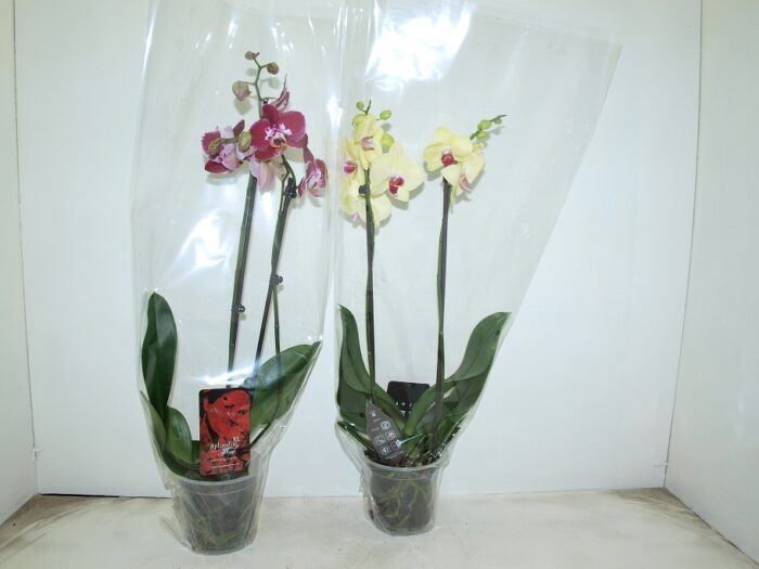Phalenopsis pot de 15 - 2 tiges - Image 1