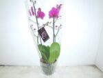 Phalenopsis pot de 17 - paars - ht 70 cm x 4