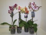 Phalenopsis special 10 -