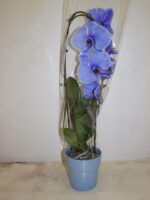 Phaleo arceau bleu