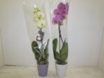 Phaleo ceramiq 60 cm