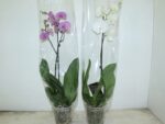 Phaleo pot de 15 - varies