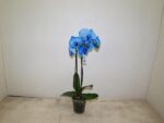 phalenop blue