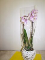Phaleo varies p 9 - 40 cm