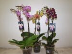 Phaleo varies 2 br - Pot de 12- 60 cm